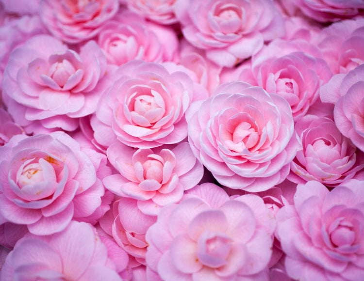 Camellia Sugar Collection
